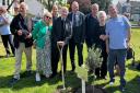 A commemorative olive tree has been ripped from a Great Yarmouth park