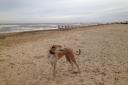 Worzel the lurcher on Southwold beach. Picture: Cath Pickles.