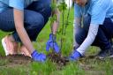Residents of Norfolk are being encouraged to plant trees in memory of Queen Elizabeth II. Stock library image