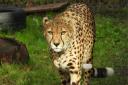 Duma the cheetah has arrived at Africa Alive