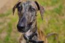 Jet the Lurcher is looking for his forver home in Suffolk