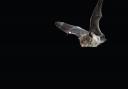 A rare Nathusius pipistrelle