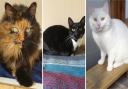 Here are five cats that are up for adoption in Suffolk