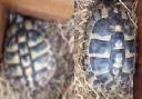 Two tortoises have been stolen in Lowestoft. Picture: Suffolk Police