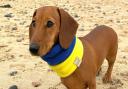 One of the dachshunds at Southwold Sausage Walk in support of Ukraine