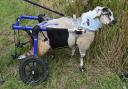 Winnie the wheelchair sheep at Pakefield Church. Picture: Mick Howes