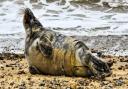 An injured grey seal pup has been found on a Lowestoft beach