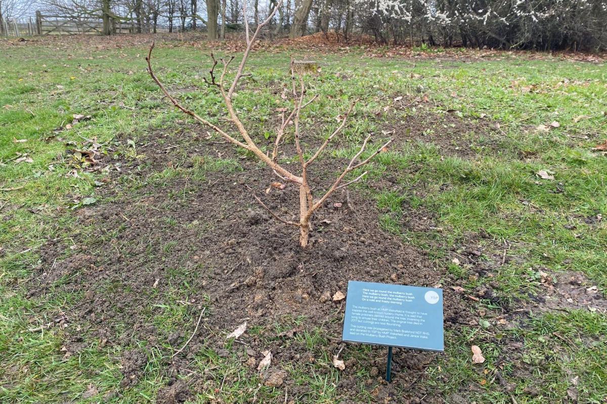 1200px x 800px - Mulberry bush that inspired nursery rhyme has new lease of life | Lowestoft  Journal