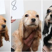 Suffolk police have released photos of 48 dogs, suspected to be stolen