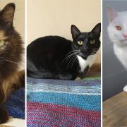 Here are five cats that are up for adoption in Suffolk