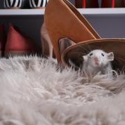 Mice and rats can chew through clothing, furniture, electrics and pipework.