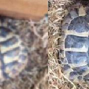 Two tortoises have been stolen in Lowestoft. Picture: Suffolk Police