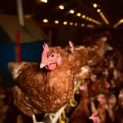 Poultry keepers have been warned to keep their birds indoors by the UKs Chief Veterinary Officer