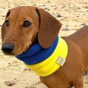 One of the dachshunds at Southwold Sausage Walk in support of Ukraine