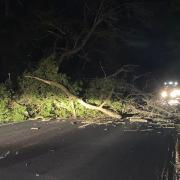 The tree fell on the A12 at Darsham, east Suffolk