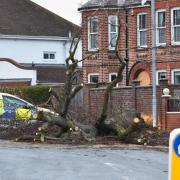 A tree brought down by Storm Eunice on Kirkley Park Road, Lowestoft.
