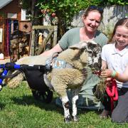 Katey and Evelyn-Jo Mills feeding Winnie the wheelchair sheep in Pakefield, Lowestoft. Picture: Mick Howes