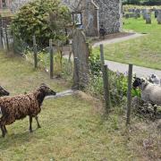 Winnie the sheep meeting some of the flock at Pakefield Church. Picture: Mick Howes