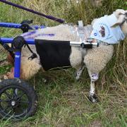 Winnie the wheelchair sheep at Pakefield Church. Picture: Mick Howes