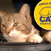 A cats protection group has issued a warning over cruel acts towards pets in the Lowestoft area