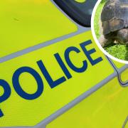 Fred the tortoise has been found after going missing from his Lowestoft home