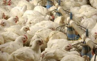 Bird flu has been confirmed at a poultry farm near Lowestoft - the ninth case in Norfolk and Suffolk this month